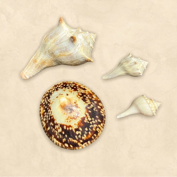 Sea Shells “Home Decor or Aquarium Decorations” - Picture 1 of 5